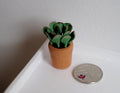 1:12 scale miniature potted succulent with green rosette leaves in a terracotta pot, shown beside a coin for scale