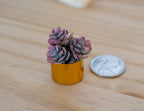 1:12 Scale Miniature Succulent Plants in Gold Round Pot, 1-3/16 inch tall, DIY Dollhouse Supply (D)