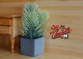 1:12 scale miniature spruce plant in gray square pot with blue-green needle branches, beside a wood dresser