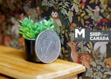 1:12 Dollhouse Supplies miniature plant in black style vase, flower pot (C)- B067