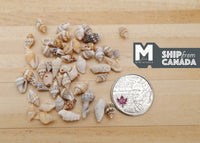 Dollhouse Miniature Assorted Seashells 1:12 Scale Shells- H026