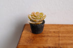 1:12 scale miniature succulent in black pot, pale yellow and pink rosette, shown on a wood table