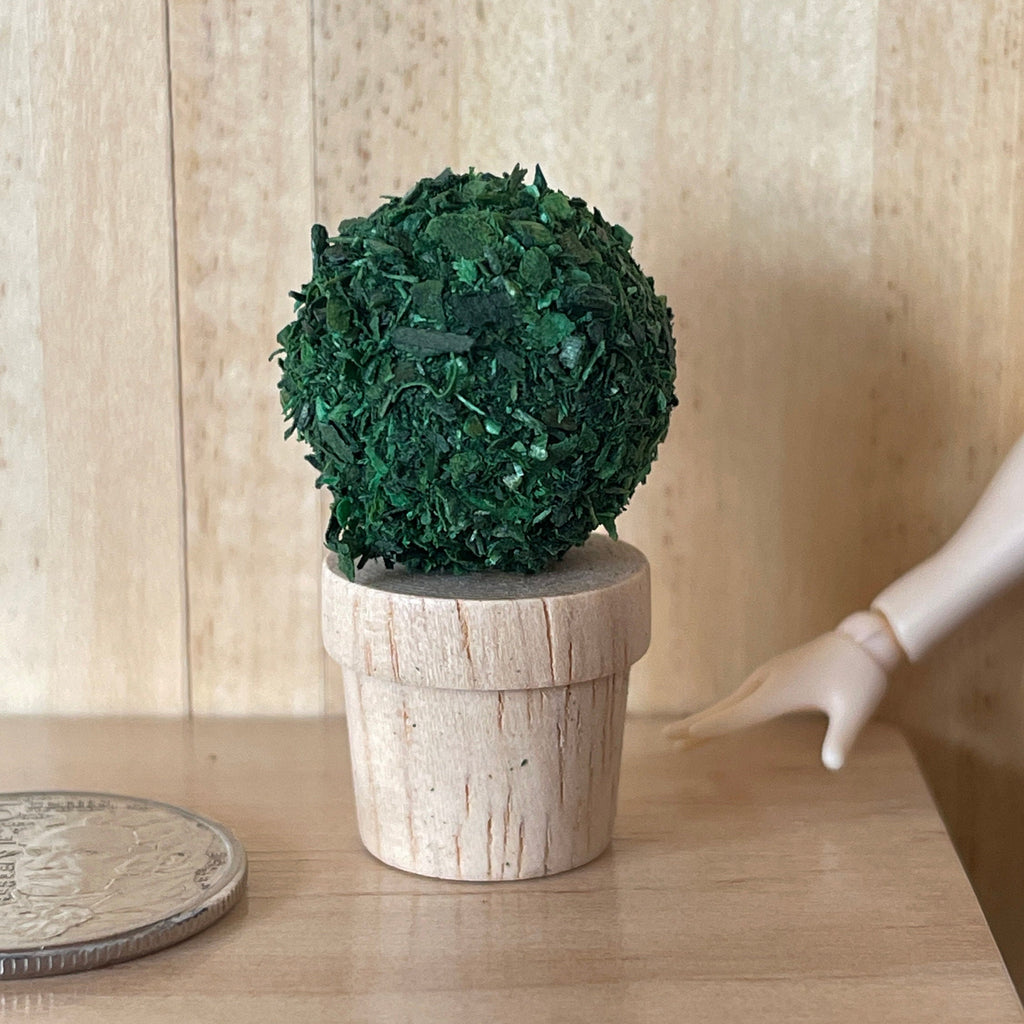 1:12 scale miniature topiary ball plant with dark green leaves in a whitewashed pot, shown beside a coin
