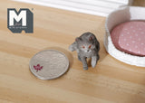 1:12 Dollhouse Miniature Grey Kitten - C048