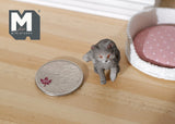 1:12 Dollhouse Supplies Miniature Grey Kitten - C048