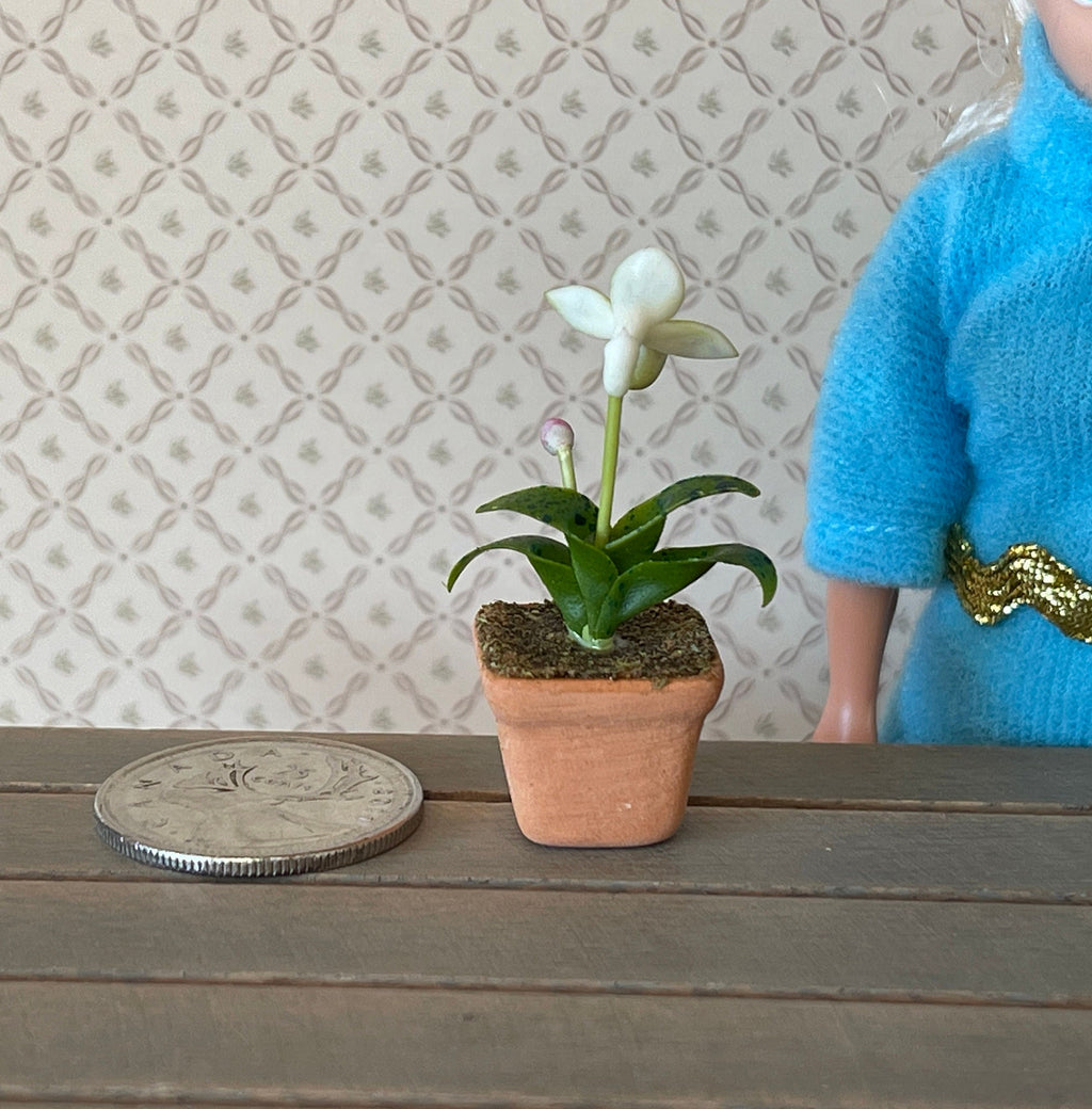 Dollhouse potted flower / dolls house Clay Orchid / decoration living room 1 12th scale miniature - H033