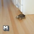 1:12 scale miniature tortoise figurine with patterned shell in brown and tan, shown on a wood floor