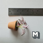 1:12 Scale Miniature Potted Pink and Green Variegated Leaf Plant in Clay Pot, 1-9/16 inch tall, DIY Dollhouse Supply