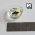 Miniature Fish Bowl with Black and Yellow Fish 1-9/16 inch diameter  - D078
