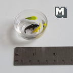1:12 scale miniature shallow clear fish bowl with black and yellow fish and a green leaf, shown with a ruler