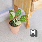 1:12 scale miniature potted perforated leaf plant in a clay pot, green leaves with holes, shown beside a wood table leg