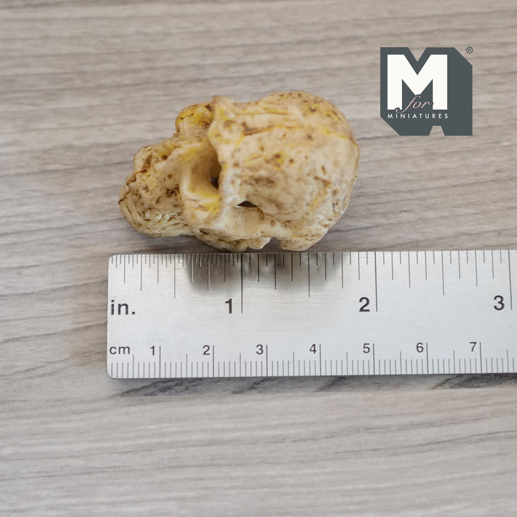 1:12 Scale Miniature Ape Skull, Textured Bone Surface, 1-5/16 inch tall, DIY Dollhouse Supply (cast resin) (beige)