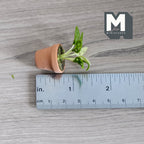 1:12 Scale Miniature Potted Perforated Leaf Plant in Clay Pot, 1-1/2 inch tall, DIY Dollhouse Supply