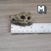 Miniature Crocodile Alligator Skull Dollhouse Decoration 2-3/16 inch long (cast resin) (brown) - H050