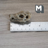 Miniature Crocodile Alligator Skull Dollhouse Decoration 2-3/16 inch long (cast resin) (brown) - H050