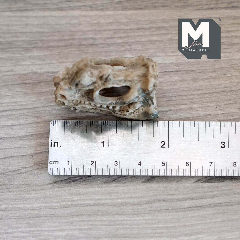 1:12 Scale Miniature Rhino Skull, 1-5/8 inch long, DIY Dollhouse Supply (cast resin) (beige)