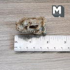 1:12 Scale Miniature Rhino Skull, 1-5/8 inch long, DIY Dollhouse Supply (cast resin) (beige)
