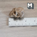 Miniature Ape Skull Dollhouse Supplies Decoration 1-5/16 inch tall (cast resin) (brown) - H050