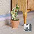 1:12 scale miniature potted ivy plant on stake with variegated green and white leaves in terracotta pot, on a floor