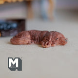 Miniature Sleeping Longhair Dachshund 1:12 Scale Wiener Dog 1-15/16 inch long (cast resin) (brown) - C052