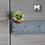 Plante succulente miniature à l'échelle 1:12 dans un pot en terre cuite, feuilles panachées, 2,2 cm de haut, accessoire pour maison de poupée DIY