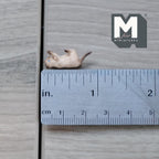 1:12 Scale Miniature Kitten Lying Upside Down, Playing, 7/8 inch long, DIY Dollhouse Supply (resin) (orange and white)