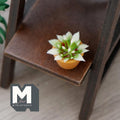 1:12 scale miniature succulent plant with variegated green and cream leaves in a terracotta pot, shown on a wood shelf