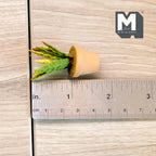 1:12 Scale Miniature Potted Succulent in Terracotta Pot, Spiky Yellow Edged Leaves, 1-3/4 inch tall, DIY Dollhouse Supply