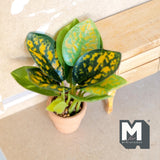 Miniature Croton Plant in Terracotta Pot 1:12 Scale Dollhouse Supplies Houseplant 3-11/16 inch tall - G016