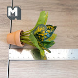 Miniature Croton Plant in Terracotta Pot 1:12 Scale Dollhouse Supplies Houseplant 3-11/16 inch tall - G016