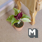 Miniature Clay Calla Lily,  1:12 Scale Miniature Calla Lily,  Dollhouse Potted Flowers Miniature Flowers 1-7/16 inch tall - H031