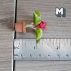 Miniature Clay Planter Red Calla Lily 1:12 Scale Miniature Potted Flowers Dollhouse Potted Flowers Miniature Flowers 1-7/16 inch tall - H031