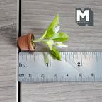 Miniature Clay Planter White Calla Lily 1:12 Scale Miniature Potted Flowers,Dollhouse Potted Flowers Miniature Flowers 1-1/2 inch tall- H031