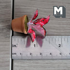 Miniature Clay Planter Pot Red Leaves 1:12 Scale Miniature Potted Flowers Dollhouse Potted Flowers Miniature Flowers 1-9/16 inch tall - H029