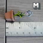 1:12 Scale Miniature Clay Planter White Slipper Orchid Miniature Potted Flowers , Dollhouse Miniature Potted Flowers 1-3/4 inch tall - H033