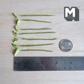 1:12 scale miniature variegated leaf plant stems, pale yellow green leaves with dark green edges and red markings along the center vein