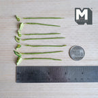 1:12 scale miniature variegated leaf plant stems, pale yellow green leaves with dark green edges and red markings along the center vein