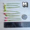 1:12 scale miniature red calla lily flower stems with pale yellow centers and lime green leaves with white speckles, on green wrapped stems