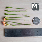 1:12 scale miniature peach bush lily flower stems with red speckled throats, plus dark green and lime green leaf stems