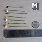 1:12 scale miniature white carnation flower stems with pale green buds and leaf stems on green wrapped stems