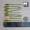 1:12 scale miniature leaf plant stems with long narrow ridged leaves and bright pink center veins, seven green and two pale cream