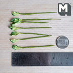 1:12 scale miniature marbled leaf plant stems, pointed pale cream green leaves with darker green marbling, on green wrapped stems