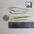1:12 scale miniature variegated ivy plant stems, dark green ivy leaves edged in cream white and pale yellow green ivy leaves, on green wrapped stems