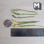 1:12 scale miniature variegated ivy plant stems, dark green ivy leaves edged in cream white and pale yellow green ivy leaves, on green wrapped stems