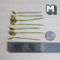 1:12 scale miniature plant stems with small pointed lime green leaves covered in red and pink speckles
