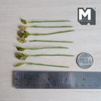 1:12 scale miniature plant stems with small pointed lime green leaves covered in red and pink speckles